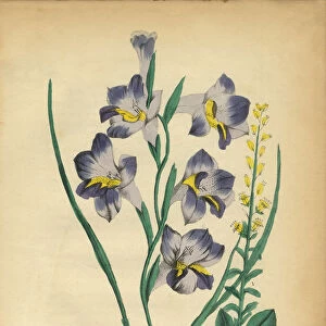 Star Grass and Sword Lily Victorian Botanical Illustration