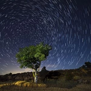 Star Trails. A green tree leaves the field in a starry night