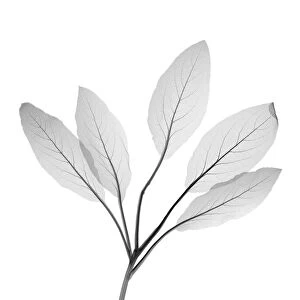 Five starchy leaves, X-ray