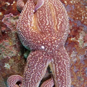 Asterias rollestini Print - Japan Sea Starfish Asterias rollestini Print - Japan Sea Starfish