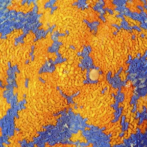 Patiria pectinifera Print, Starfish Image Patiria pectinifera Print, Starfish Image