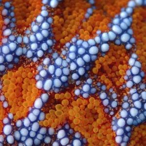 Starfish -Evasterias retifera-, close-up, Japan Sea, Primorsky Krai, Russian Federation, Far East Starfish -Evasterias retifera-, close-up, Japan Sea, Primorsky Krai, Russian Federation, Far East