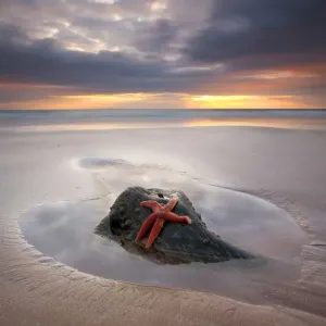 Starfish Print at Woolacombe Sunset