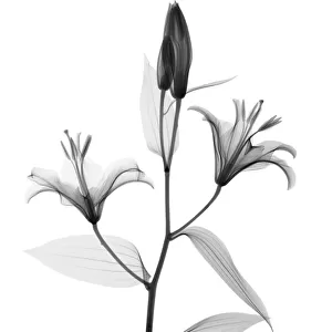 Stargazer lily (Lilium Stargazer ), X-ray