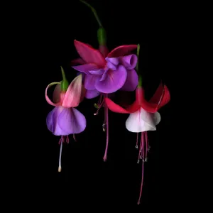 STARLETS Fuschia Flower Print STARLETS Fuschia Flower Print
