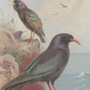 Starling And Chough
