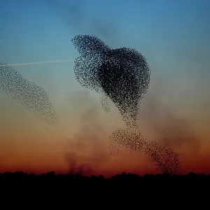 Starling Formation Print over Somerset Levels at Dusk Starling Formation Print over Somerset Levels at Dusk