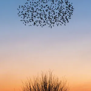 Starling murmurations over a Kent sunset sky, UK