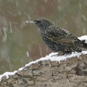 Starling Print - Sturnus vulgaris Bird Photography