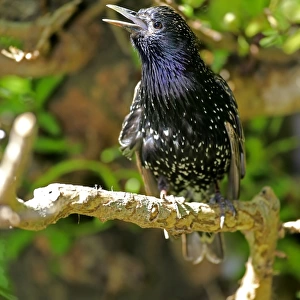 Starling -Sturnus vulgaris-, adult in breeding plumage, preched on a tree, singing, Western Cape, South Africa