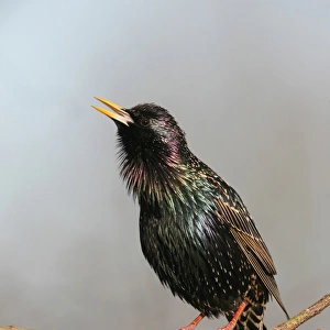 Starling -Sturnus vulgaris-, displaying courtship, singing, Allgaeu, Bavaria, Germany, Europe