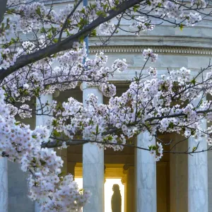 Statue of Thomas Jefferson Print with Cherry Blossoms Statue of Thomas Jefferson Print with Cherry Blossoms