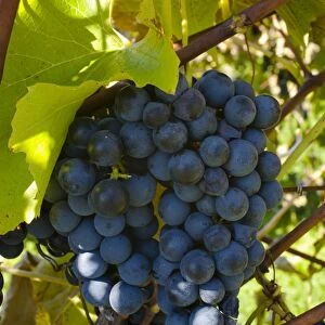 Ste-Croix grapes, Sutton, Quebec, Canada