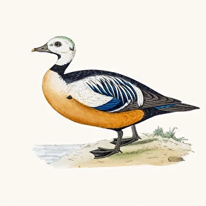 Steller Eider Sea Duck Waterfowl bird
