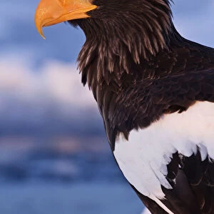 Stellers Eagle Portrait