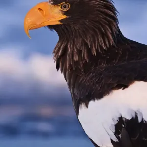 Stellers Eagle Portrait Stellers Eagle Portrait