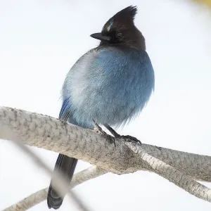 Stellers Jay Stellers Jay