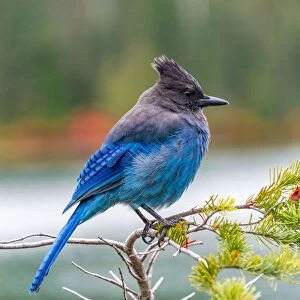 Beautiful Bird Species Collection: Blue Jay Bird (Cyanocitta cristata)