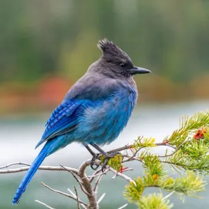 Stellers jay (Cyanocitta stelleri), blue bird sitting on a branch