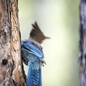 Stellers Jay in Lake Tahoe Stellers Jay in Lake Tahoe