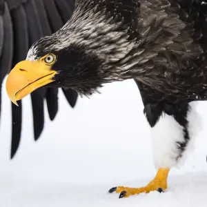 Stellers sea eagle Stellers sea eagle
