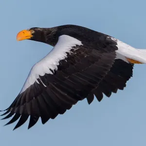 Stellers sea-eagle Stellers sea-eagle