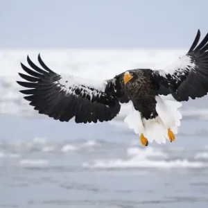Stellers sea eagle Stellers sea eagle