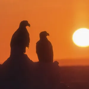 Stellers sea eagle Stellers sea eagle