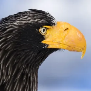 Stellers sea eagle Stellers sea eagle