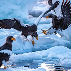 Stellers sea eagle on the drift ice