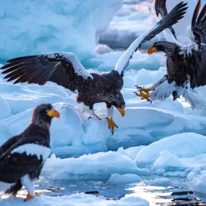 Stellers sea eagle on the drift ice Stellers sea eagle on the drift ice