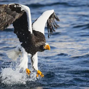 A Stellers sea eagle fishing A Stellers sea eagle fishing