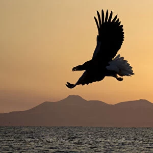 Stellers sea eagle flying over Rausu harbour
