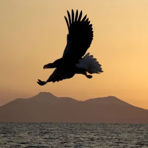 Steller's Sea Eagle Print over Rausu Harbour Steller's Sea Eagle Print over Rausu Harbour