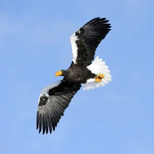 Stellers Sea Eagle -Haliaeetus pelagicus- in flight, Rausu, Menashi, Hokkaido, Japan Stellers Sea Eagle -Haliaeetus pelagicus- in flight, Rausu, Menashi, Hokkaido, Japan