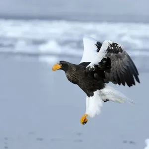 Stellers Sea Eagle -Haliaeetus pelagicus- in flight, Rausu, Menashi, Hokkaido, Japan Stellers Sea Eagle -Haliaeetus pelagicus- in flight, Rausu, Menashi, Hokkaido, Japan