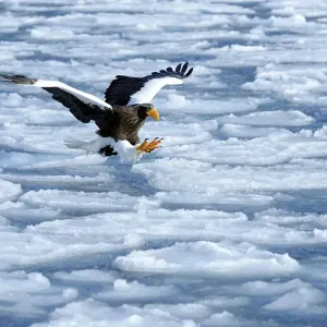 Stellers Sea Eagle -Haliaeetus pelagicus- in flight above drifting ice, Rausu, Menashi, Hokkaido, Japan Stellers Sea Eagle -Haliaeetus pelagicus- in flight above drifting ice, Rausu, Menashi, Hokkaido, Japan