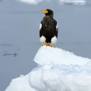 Stellers Sea Eagle -Haliaeetus pelagicus- perched on an ice floe, Rausu, Menashi, Hokkaido, Japan Stellers Sea Eagle -Haliaeetus pelagicus- perched on an ice floe, Rausu, Menashi, Hokkaido, Japan