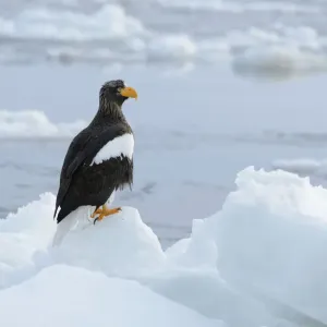 Stellers Sea Eagle -Haliaeetus pelagicus- perched on an ice floe, Rausu, Menashi, Hokkaido, Japan Stellers Sea Eagle -Haliaeetus pelagicus- perched on an ice floe, Rausu, Menashi, Hokkaido, Japan