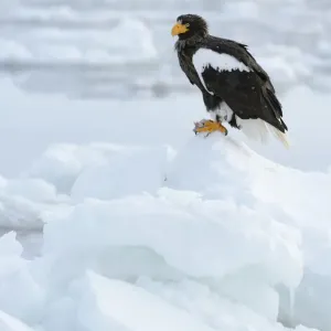 Stellers Sea Eagle -Haliaeetus pelagicus- perched on an ice floe, Rausu, Menashi, Hokkaido, Japan Stellers Sea Eagle -Haliaeetus pelagicus- perched on an ice floe, Rausu, Menashi, Hokkaido, Japan