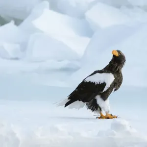 Stellers Sea Eagle -Haliaeetus pelagicus- perched on an ice floe, Rausu, Menashi, Hokkaido, Japan Stellers Sea Eagle -Haliaeetus pelagicus- perched on an ice floe, Rausu, Menashi, Hokkaido, Japan