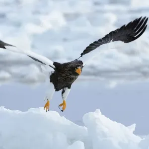 Stellers Sea Eagle -Haliaeetus pelagicus- taking off from an ice floe, Rausu, Menashi, Hokkaido, Japan Stellers Sea Eagle -Haliaeetus pelagicus- taking off from an ice floe, Rausu, Menashi, Hokkaido, Japan