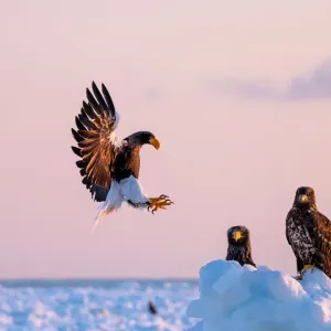 Stellers sea eagle landing Stellers sea eagle landing