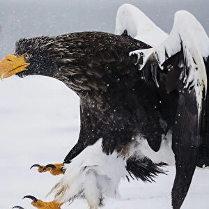 A Stellers sea eagle landing in a snow storm