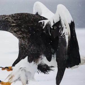 A Stellers sea eagle landing in a snow storm