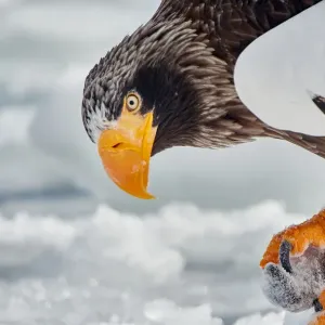 Stellers Sea Eagle in Shiretoko Peninsula, Hokkaido, Japan Stellers Sea Eagle in Shiretoko Peninsula, Hokkaido, Japan