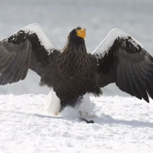 Stellers sea eagle on snow at Rausu harbour Stellers sea eagle on snow at Rausu harbour