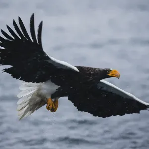 A Stellers sea eaglein flight during a snow storm A Stellers sea eaglein flight during a snow storm