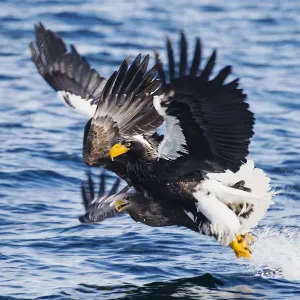 Two Stellers sea eagles collide while an attempt fishing Two Stellers sea eagles collide while an attempt fishing