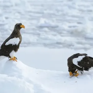 Two Stellers Sea Eagles -Haliaeetus pelagicus-, one bird feeding on a fish, Rausu, Menashi, Hokkaido, Japan Two Stellers Sea Eagles -Haliaeetus pelagicus-, one bird feeding on a fish, Rausu, Menashi, Hokkaido, Japan